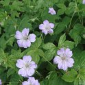 Geranium nodosum fleur